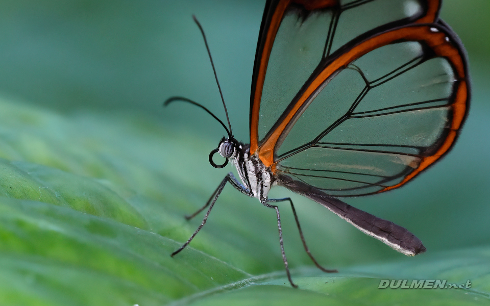 01 Glasswing Butterfly (Greta oto)
